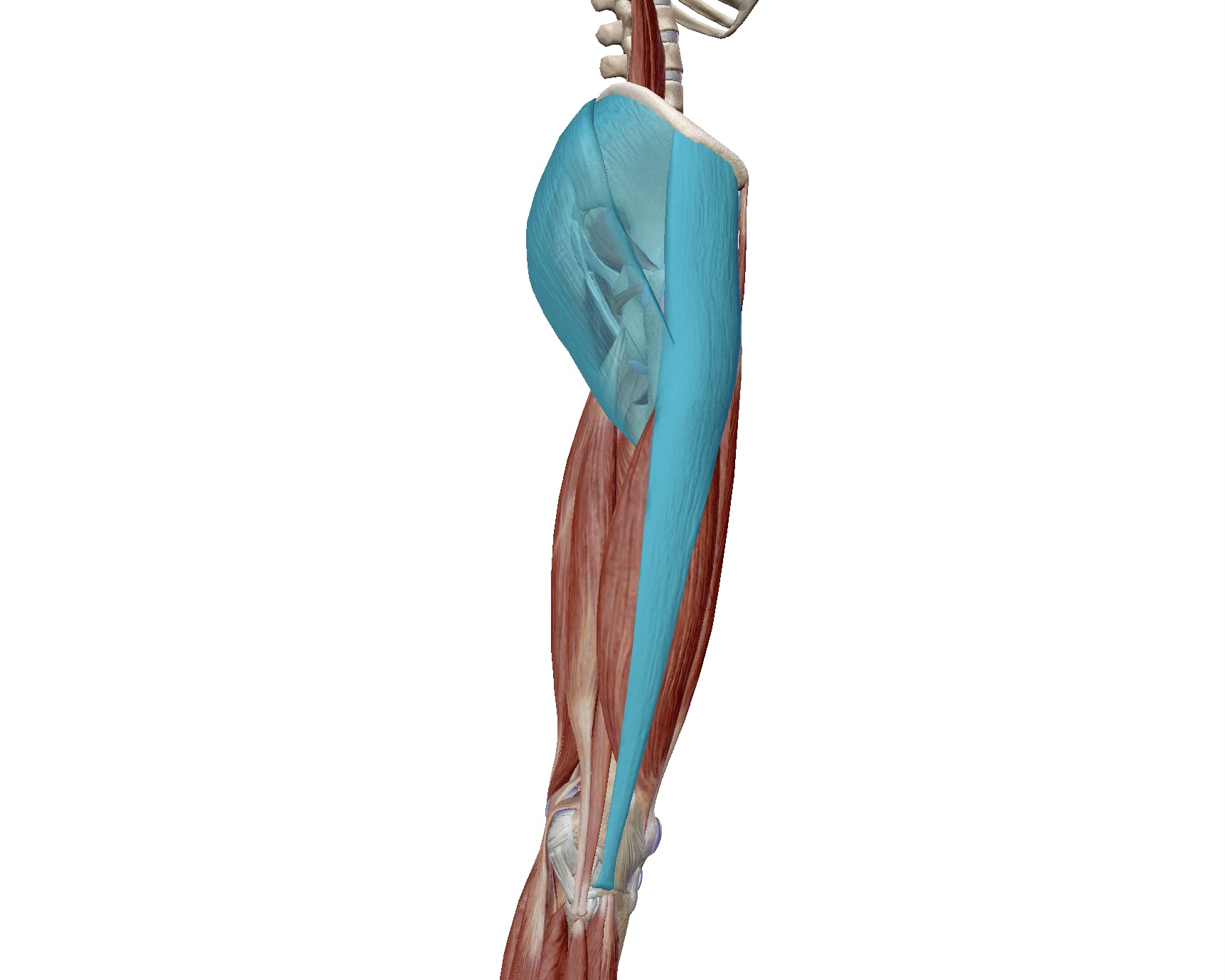 お尻の筋肉と腸脛靭帯の関係