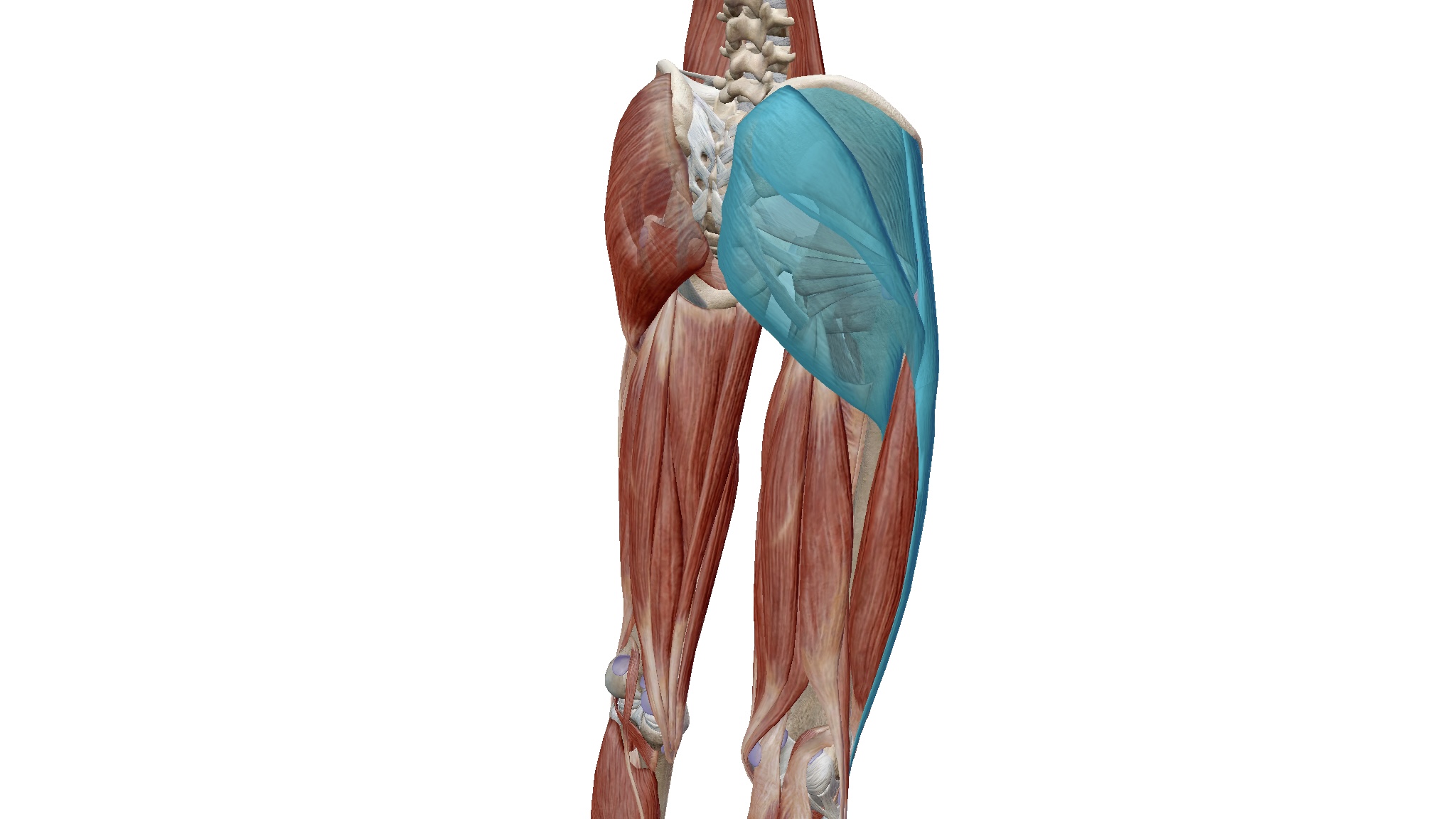 大臀筋と腸脛靭帯の関係