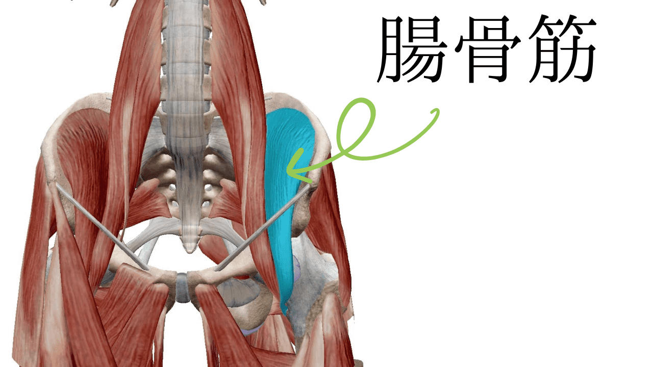 腸骨筋