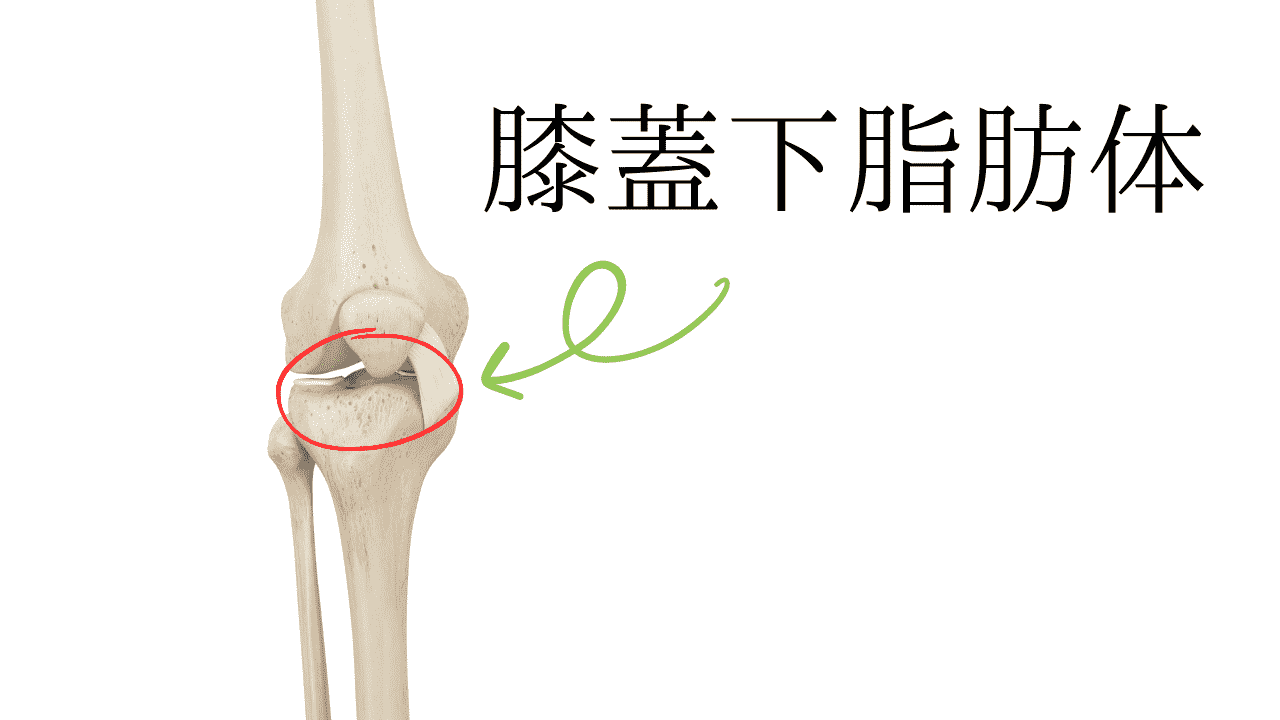 膝蓋下脂肪体の位置を前方から見た図