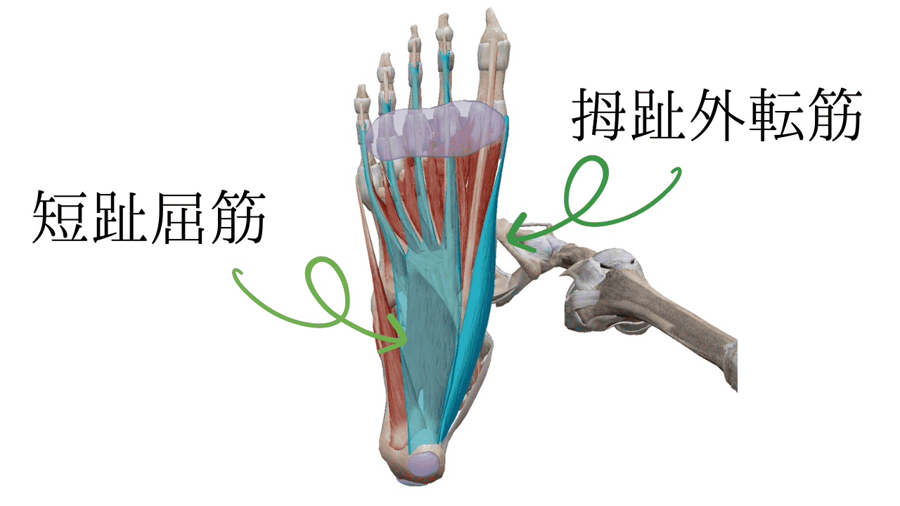 足裏筋膜を構成する筋肉