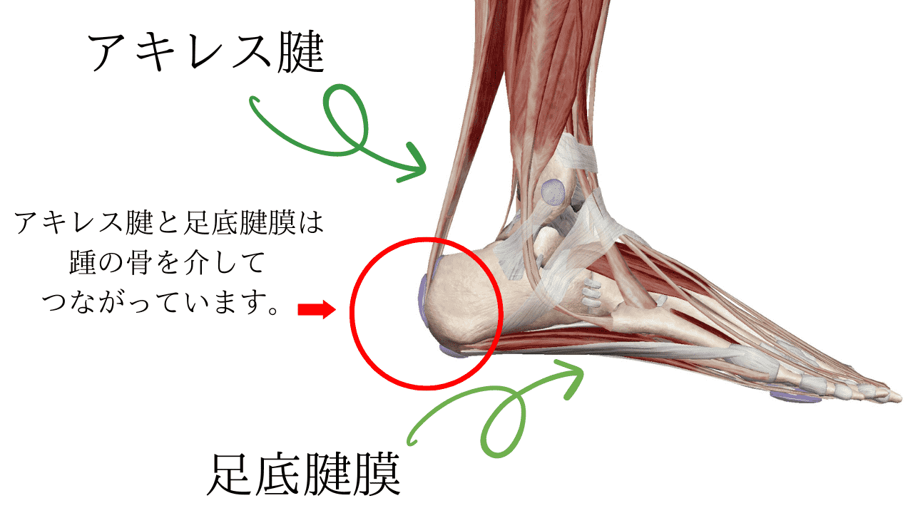 アキレス腱と足底腱膜が足の裏を通して繋がっている様子
