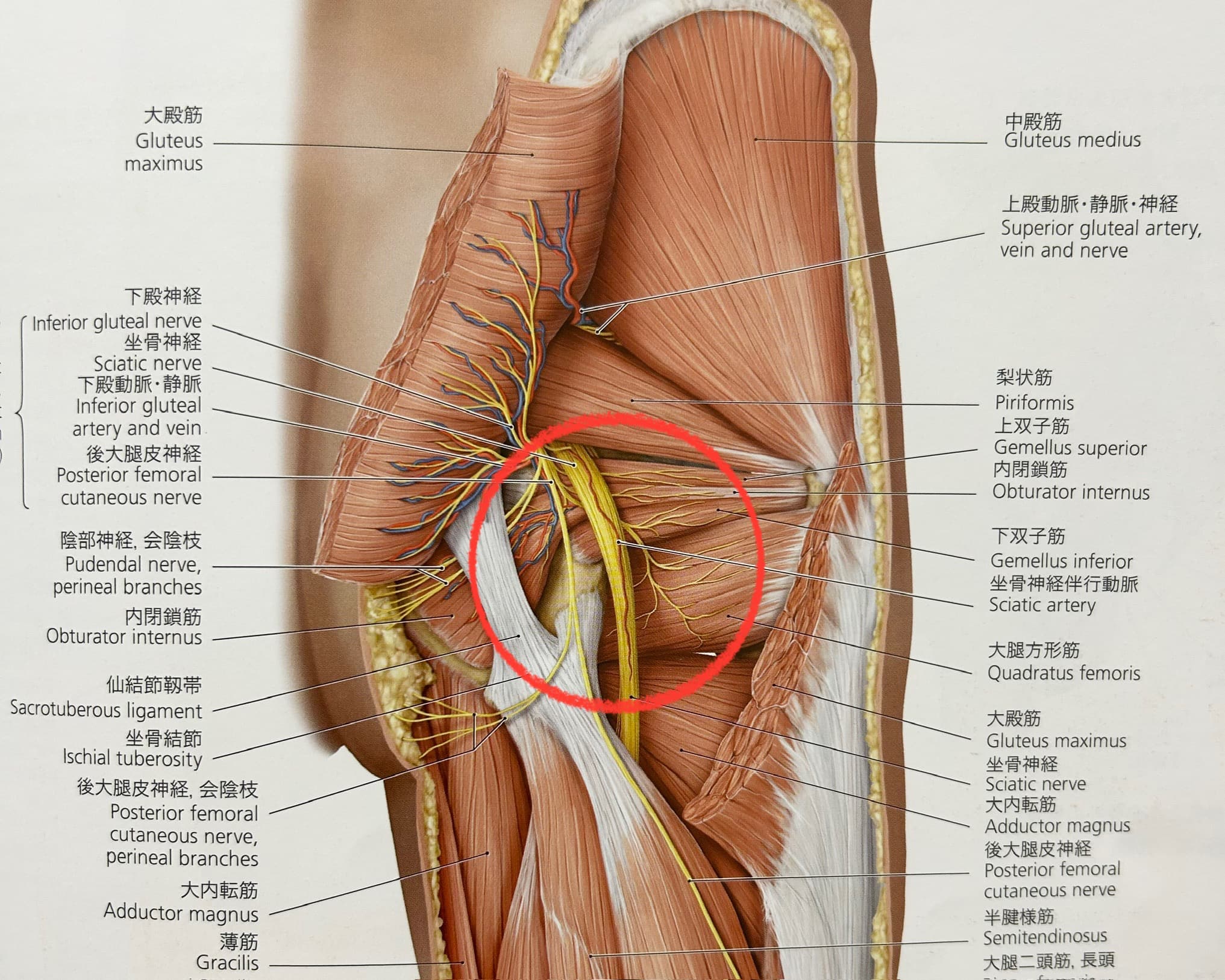 坐骨神経の解剖