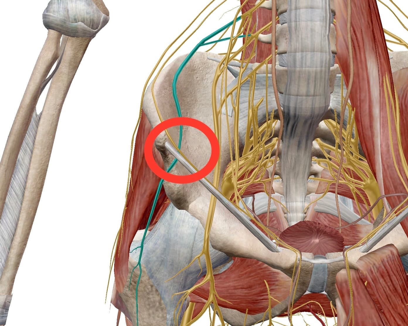 外側大腿皮神経が表面に出てくる場所