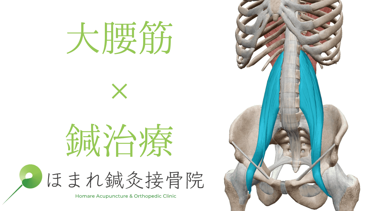 大腰筋に対する鍼治療について