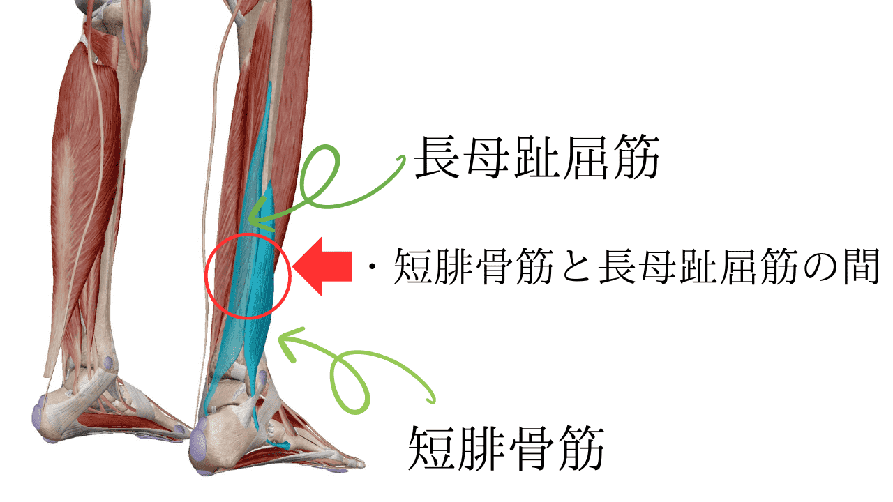 短腓骨筋と長母趾屈筋は繋がっている