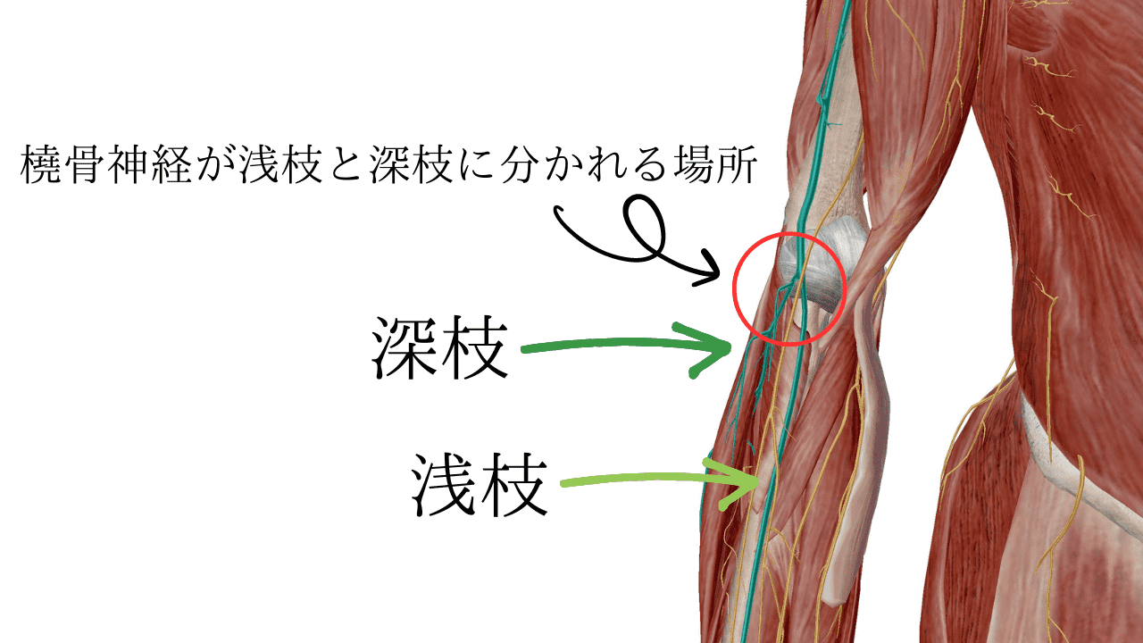 橈骨神経の分枝
