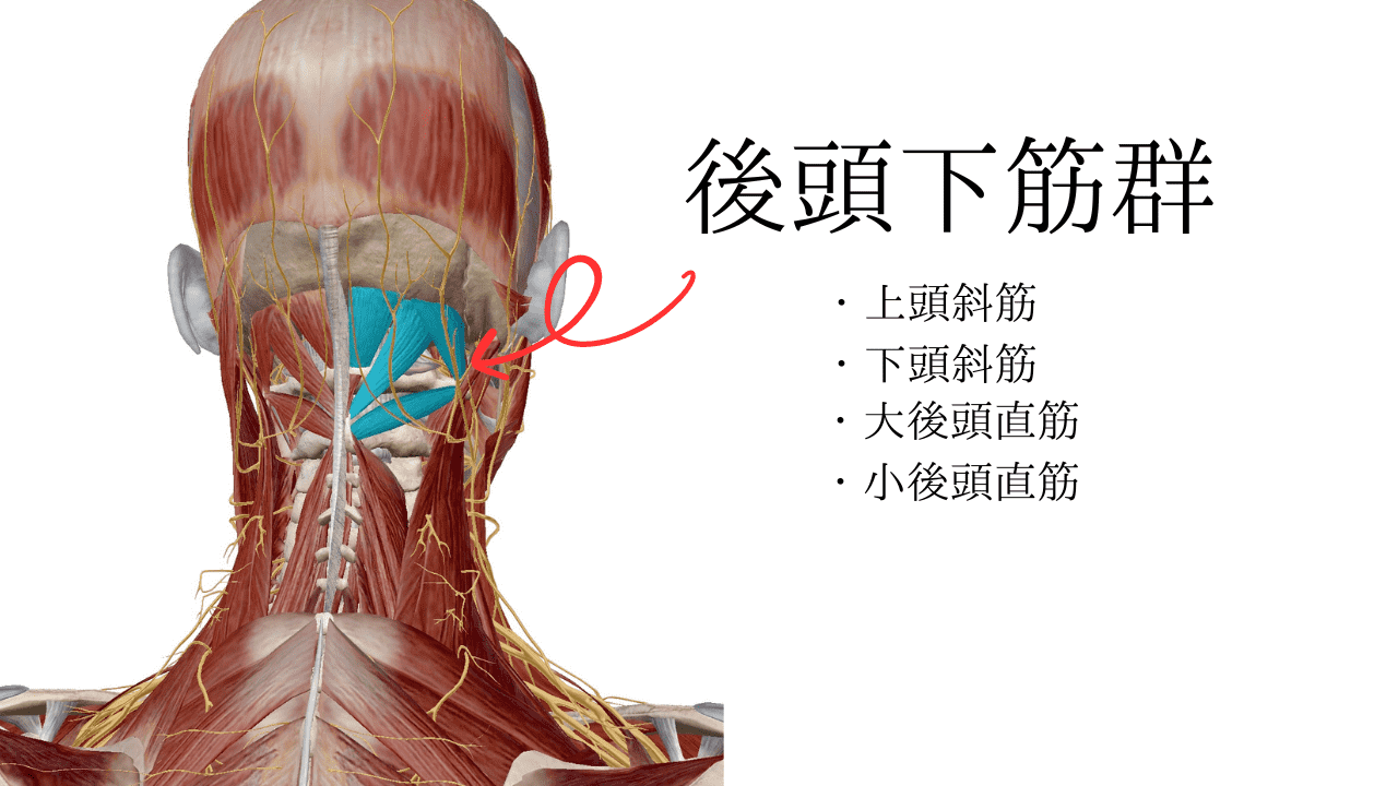 後頭下筋