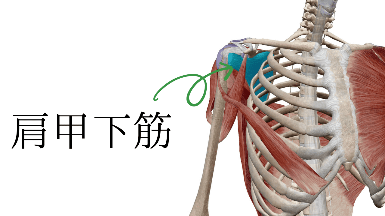 肩甲下筋