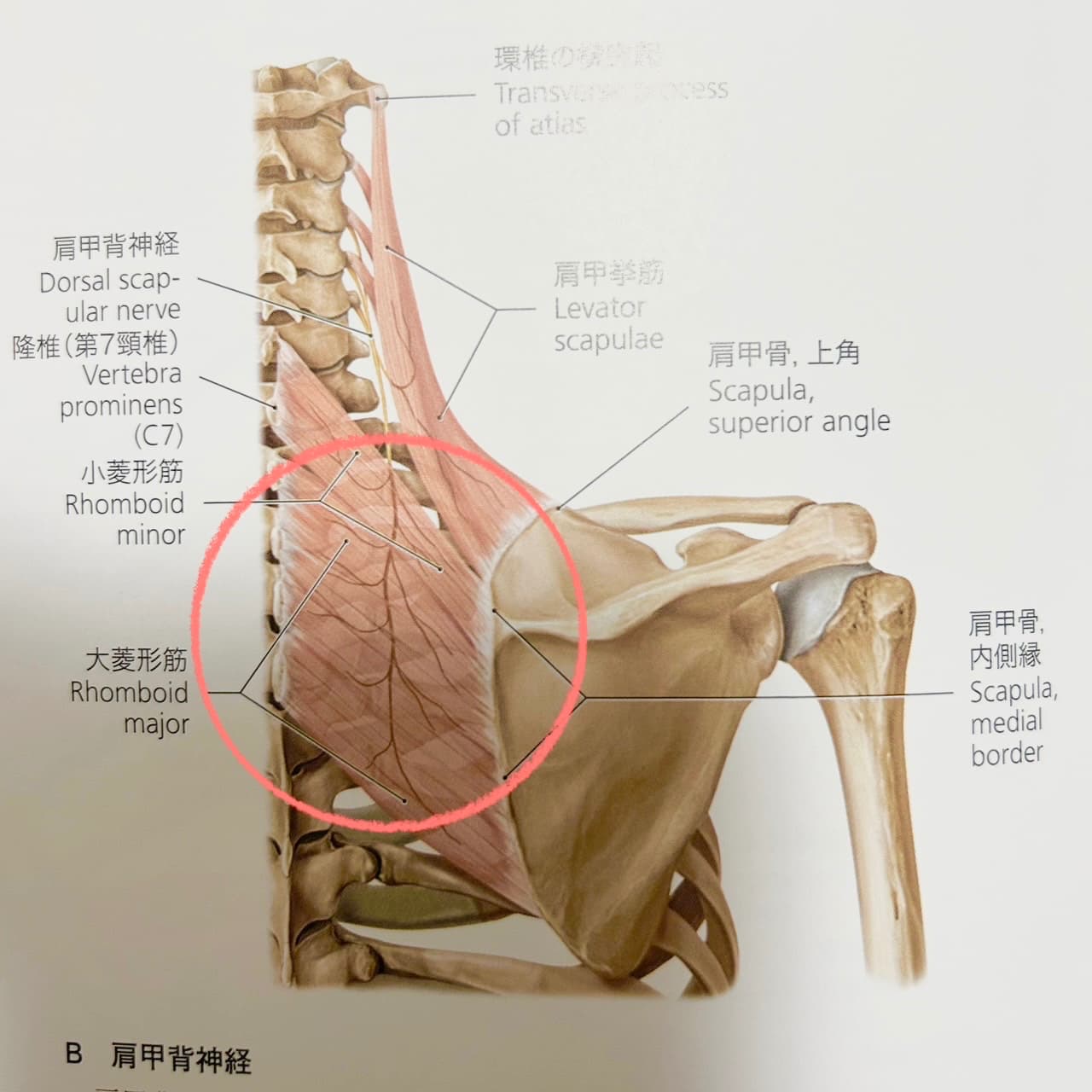 菱形筋