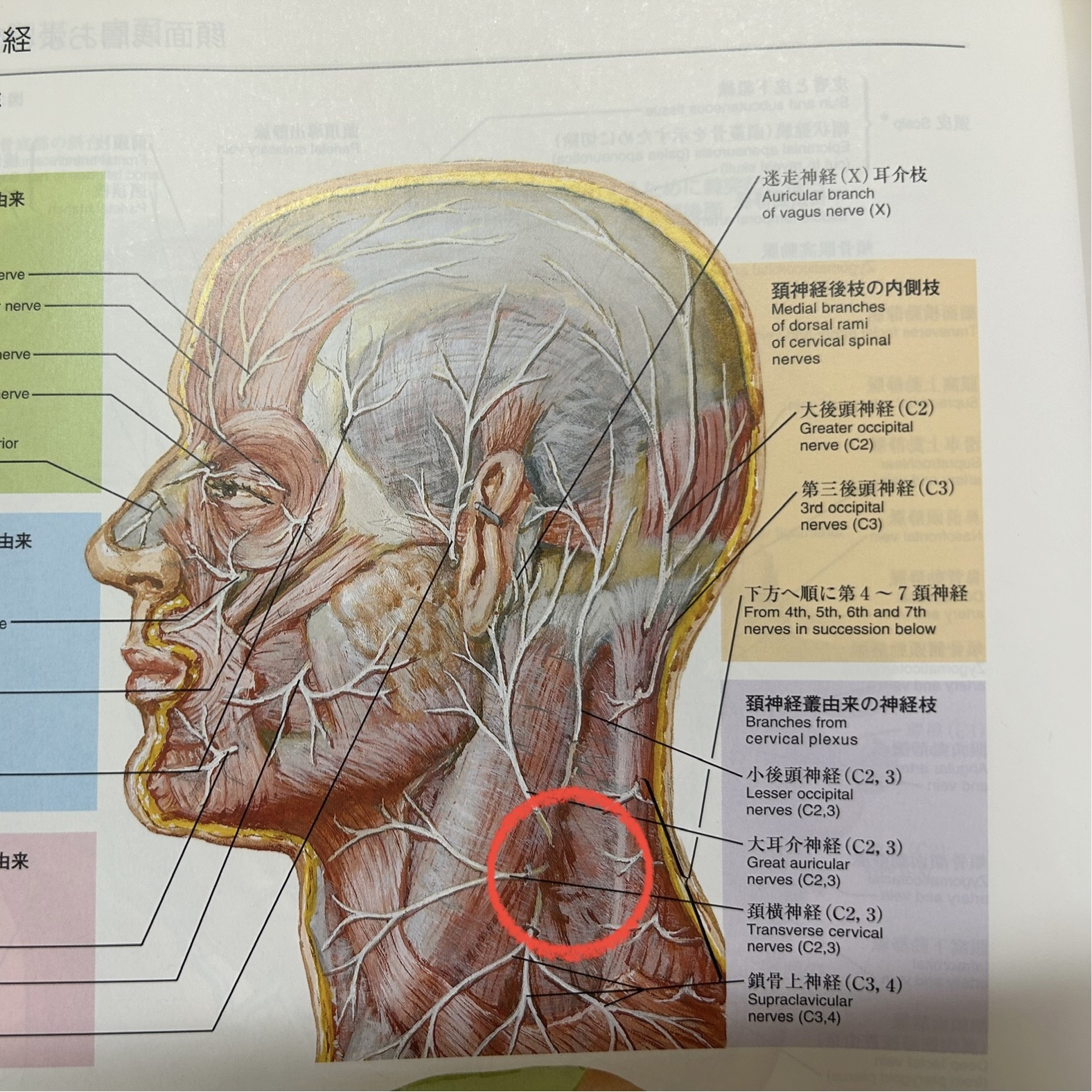 梅核気の原因となる頚神経叢の走行の様子