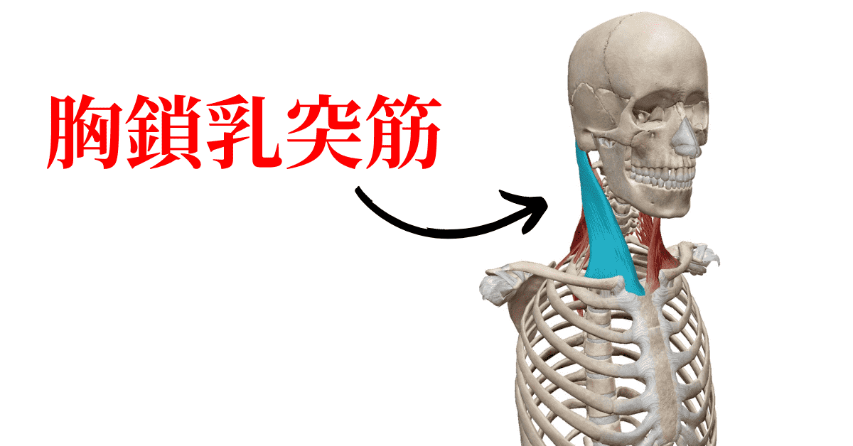 胸鎖乳突筋