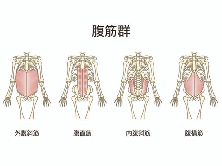 お腹の筋肉4種類