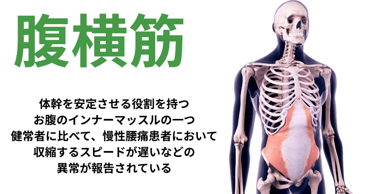 腹横筋