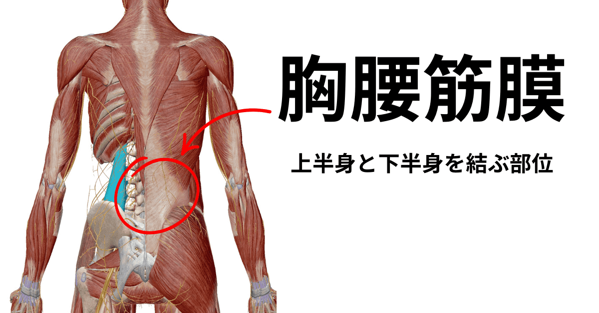 胸腰筋膜