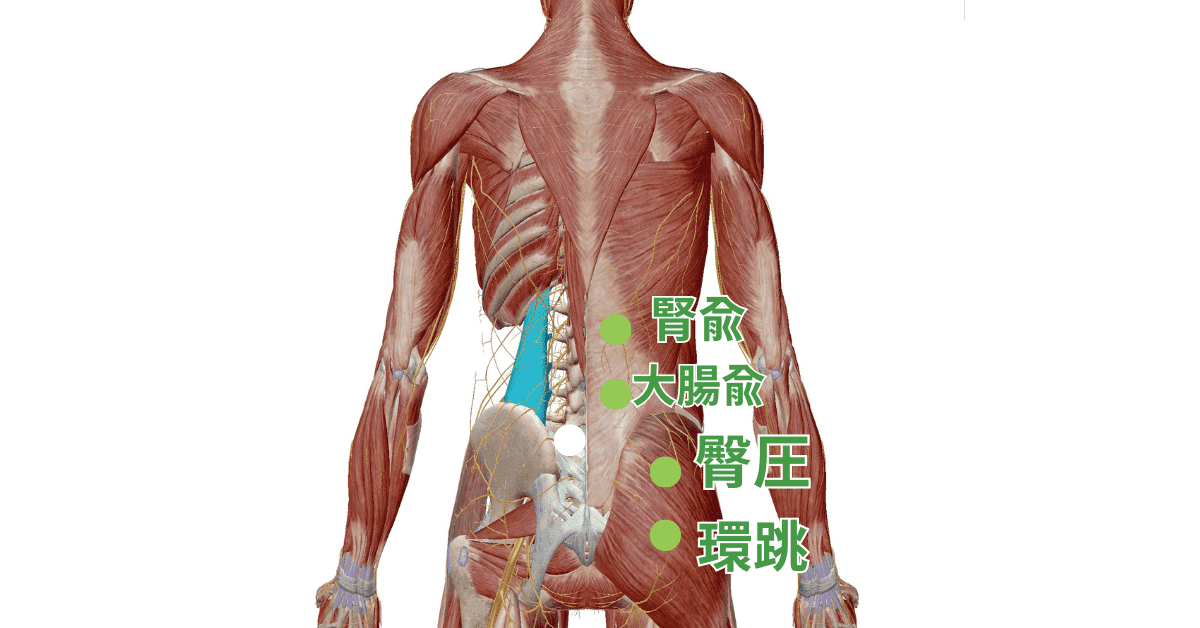 坐骨神経痛の特効ツボ
