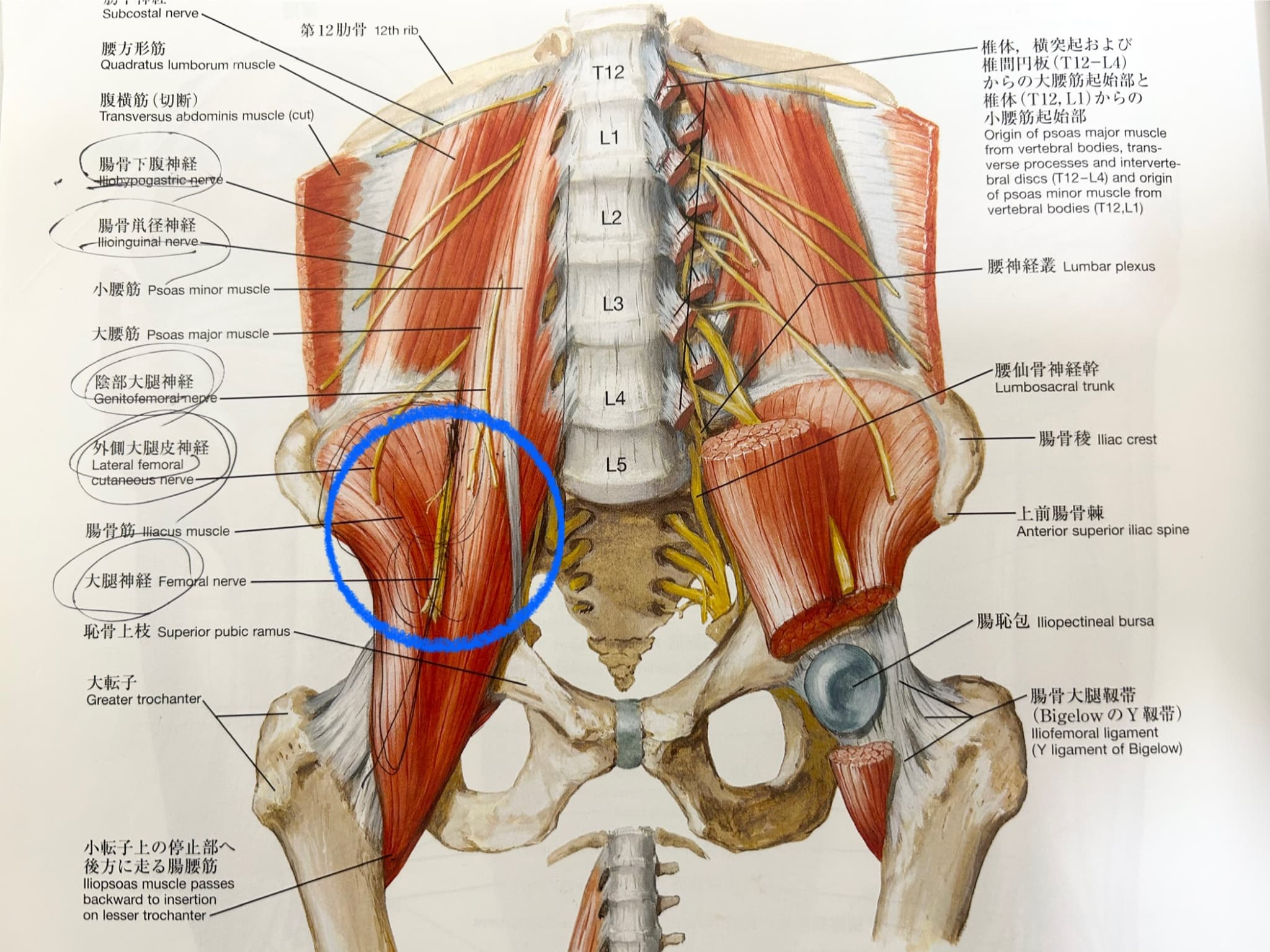 大腿神経 骨盤部